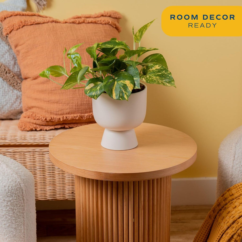 Costa Farms Pothos Plant, Easy to Grow Vining Live Indoor Plant, Air Purifying Trailing Houseplant in Planter Pot with Plant Stand, Housewarming Gift, Office, Room, and Home Decor, 1 Foot Tall