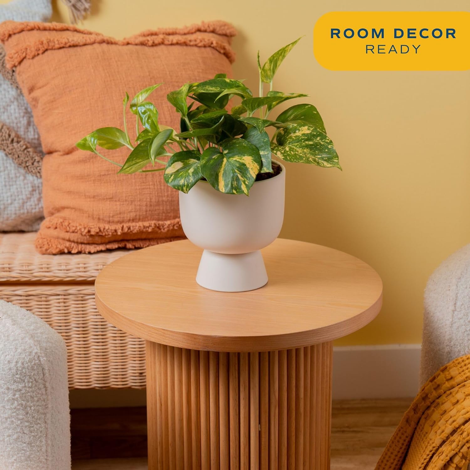 Costa Farms Pothos Plant, Easy to Grow Vining Live Indoor Plant, Air Purifying Trailing Houseplant in Planter Pot with Plant Stand, Housewarming Gift, Office, Room, and Home Decor, 1 Foot Tall
