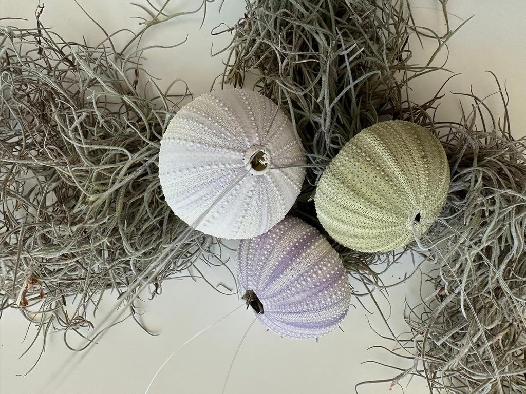 Set of 3- Jellyfish Sea Urchin Spanish Moss, Hanging Tillandsia Air Plants, Live Airplant, Healthy Arrival Guaranteed, Great Indoor & Outdoor Plant, Home Decor, Gift, Party Favors