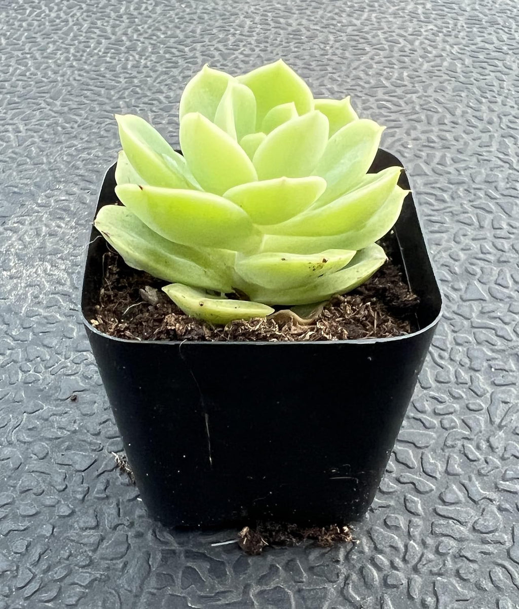 Sprout N Green Echeveria Honey Melon, Live Succulent Plant Fully Rooted in 2" Pots with Soil Mix, Real Houseplant for Indoor Outdoor Home Office Wedding Decoration Party Favor