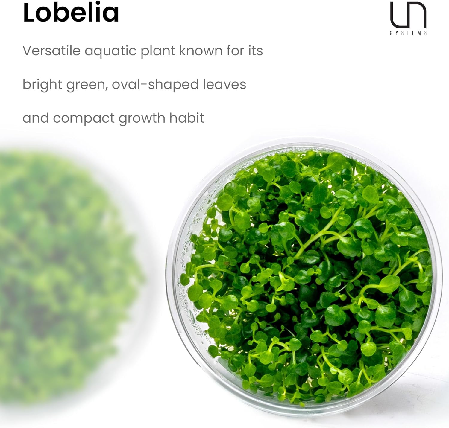 Ultum Nature Systems Lobelia Cardinalis ‘Cardinal’ Tissue Culture Live Plant for Aquarium, Freshwater Fish Tank, Aquascaping - 100% Snail Free in Vitro