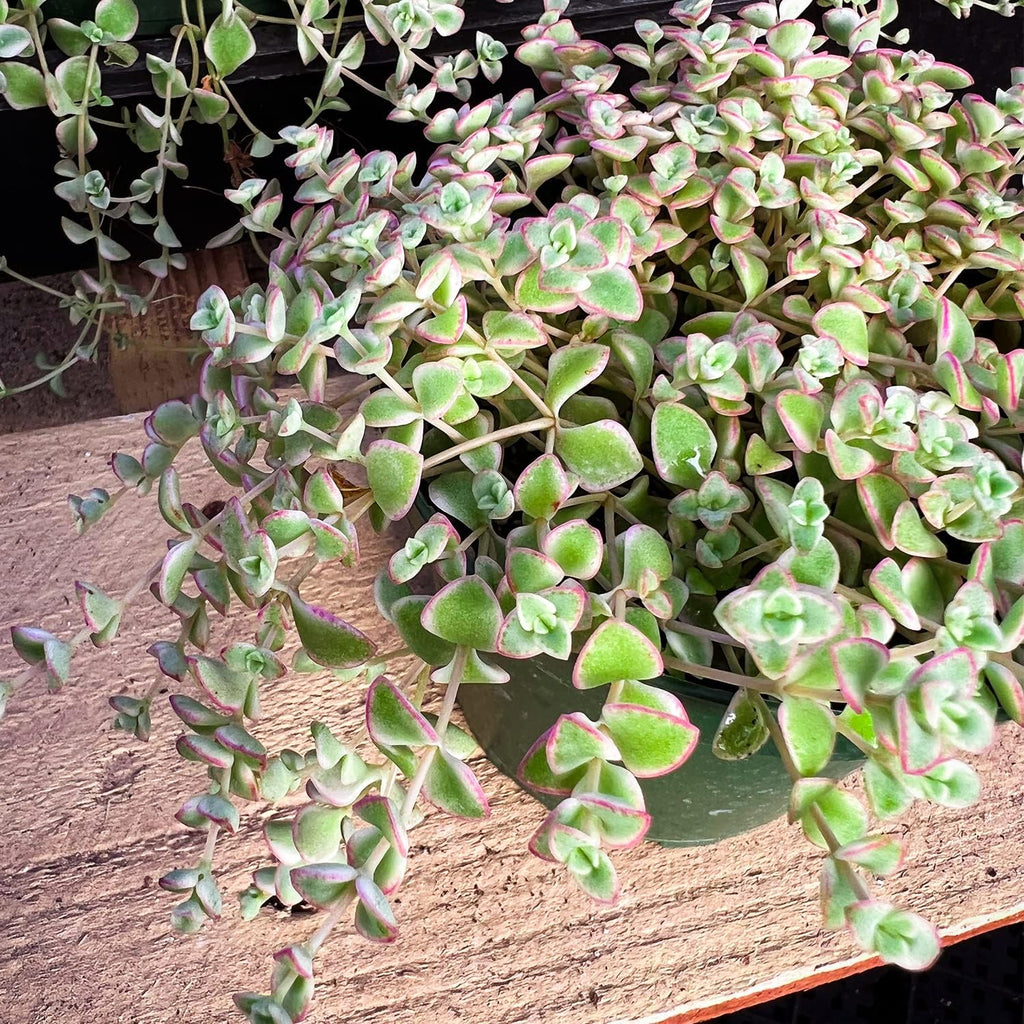 Sprout N Green 4" Sedum Little Missy Variegated, Live Trailing Succulent Fully Rooted in Pots, Rare House Plant for Home Office Wedding Hanging Decoration, DIY Projects, Party Favor