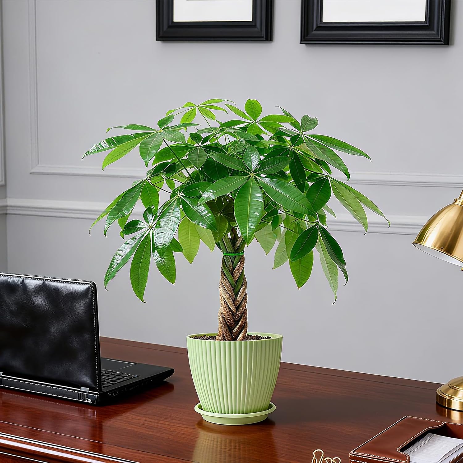 Sprout N Green Small Money Tree with 5 Lucky Braid, Live Plant with Green Stripe Pot, Decoration for Indoor Home Office Tabletop Windowsill Side Table, Housewarming, 8-10" Tall