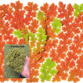 Azolla caroliniana Live Floating Pond Plant Huge Portion Mosquito Fern Water Velvet Fairy Moss Aquarium Outdoor Ponds Fast Growth Outcompetes Algae Fish Food filiculoides Live Aquarium Floating Plant