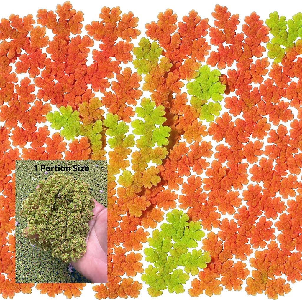 Azolla caroliniana Live Floating Pond Plant Huge Portion Mosquito Fern Water Velvet Fairy Moss Aquarium Outdoor Ponds Fast Growth Outcompetes Algae Fish Food filiculoides Live Aquarium Floating Plant