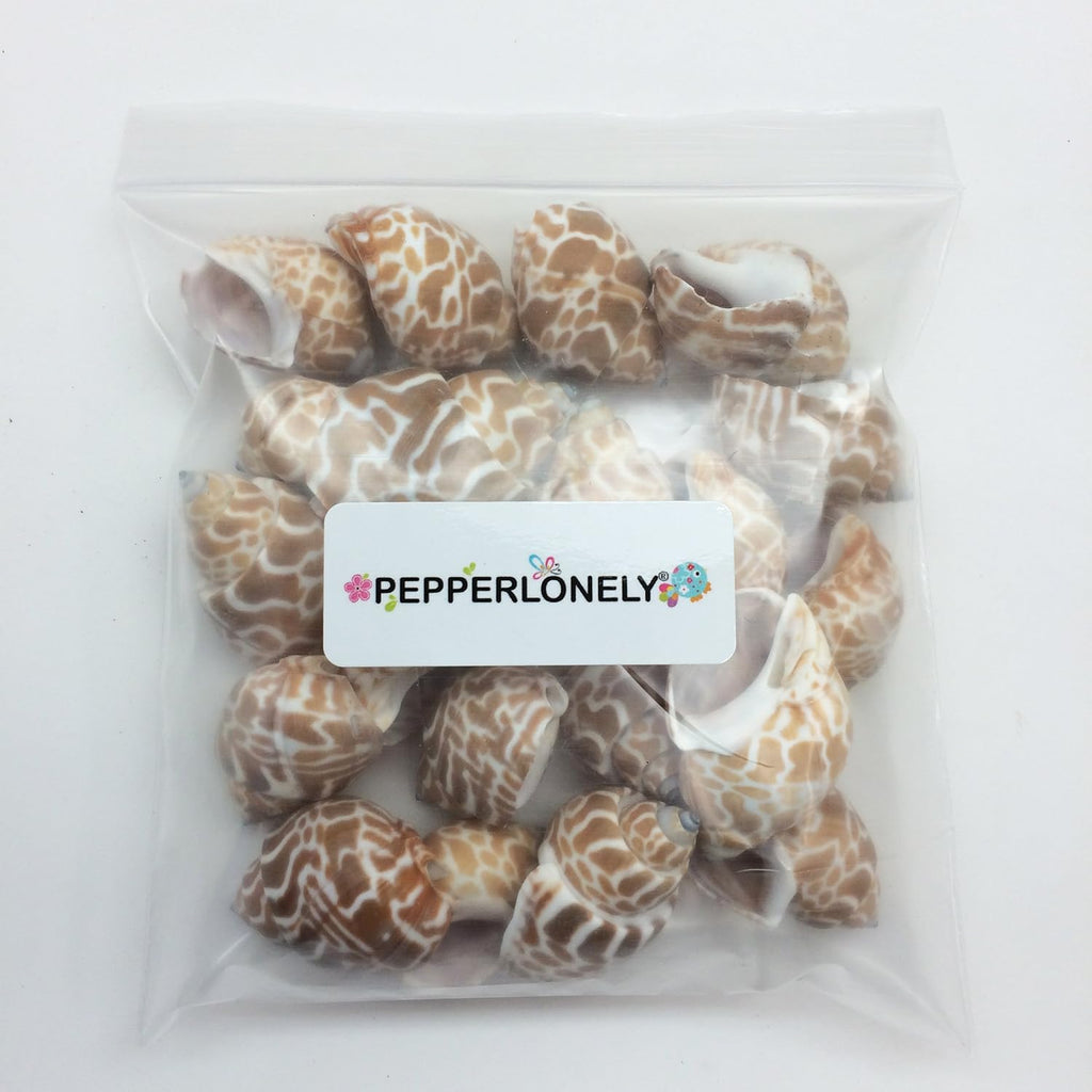 PEPPERLONELY 20PC Babylonia Spirata Hermit Crab Sea Shells, 1-1/4 Inch ~ 1-3/4 Inch