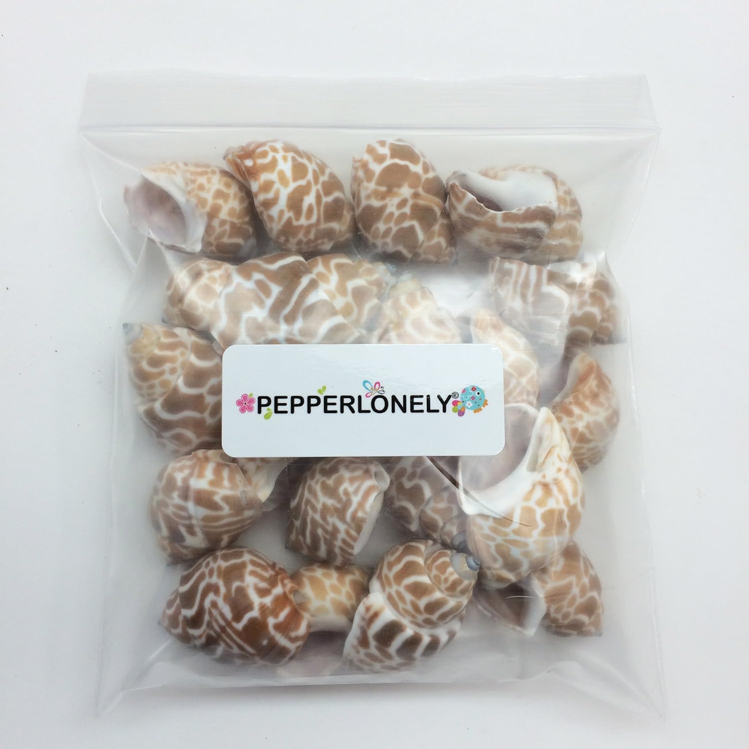 PEPPERLONELY 20PC Babylonia Spirata Hermit Crab Sea Shells, 1-1/4 Inch ~ 1-3/4 Inch