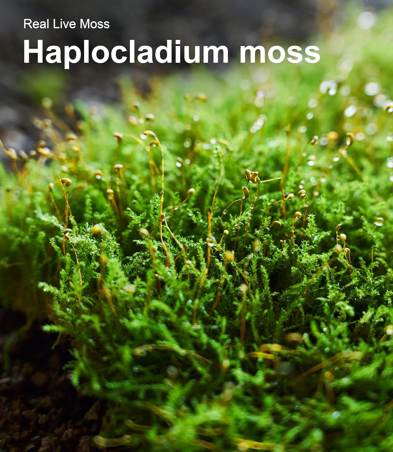 Real Live Moss for Terrariums, Fairy Gardens, Reptile Habitats & Mini Landscapes – Naturally Cultivated Live Moss, Revives in 5 Minutes with Water Mist, Grows & Multiplies (3 Sheets, 3.5”x7”)