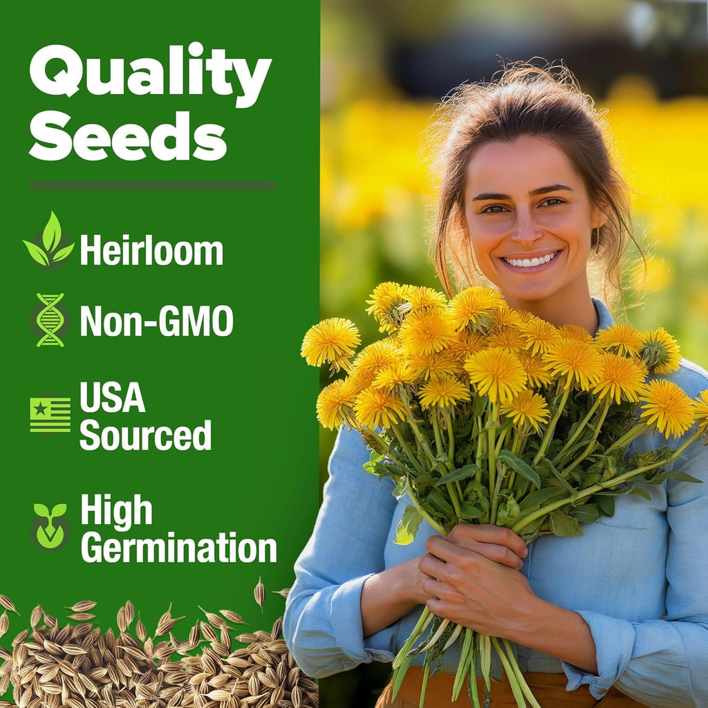 HOME GROWN Dandelion Seeds for Planting – 1200 Heirloom Medicinal Herb Seeds Grow Edible Leaves and Flowers for Remedies or Wildlife (Taraxacum officinale)