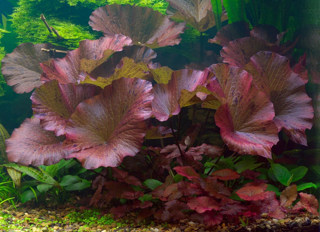 Dwarf Water Lily Bulb Nymphaea Stellata/Nouchali/Rubra Live Aquarium Plant Guarantee to Grow Rhizome Root Also for Bonsai Bowl or Patio Water Feature Awesome Aquatic (1, Dwarf Water Lily Aquarium)