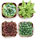 Shop Succulents Echeveria & Rosette Live Succulent Variety Pack – Fully Rooted 2" Potted Plants for Gifts, Favors, DIY Projects, Terrariums, Home Décor, and Garden Arrangements, 4 Pack