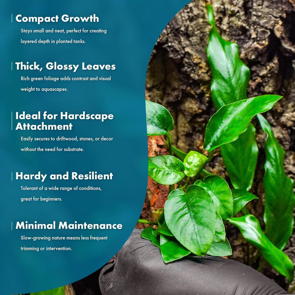 SubstrateSource Anubias Live Aquarium Plants - Potted Freshwater Plant for Fish Tanks, Terrariums - Beginner Friendly Low Light (Nana, Mother Plant)