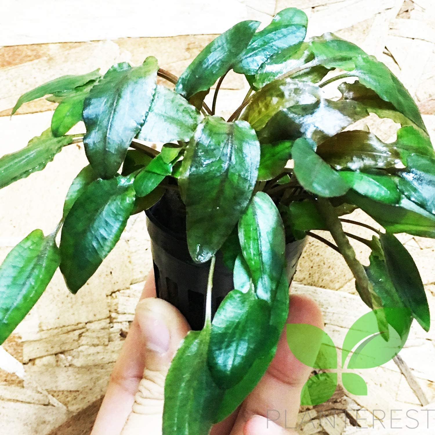 Cryptocoryne Tropica Potted Live Aquarium Plant Decorations BUY2GET1FREE