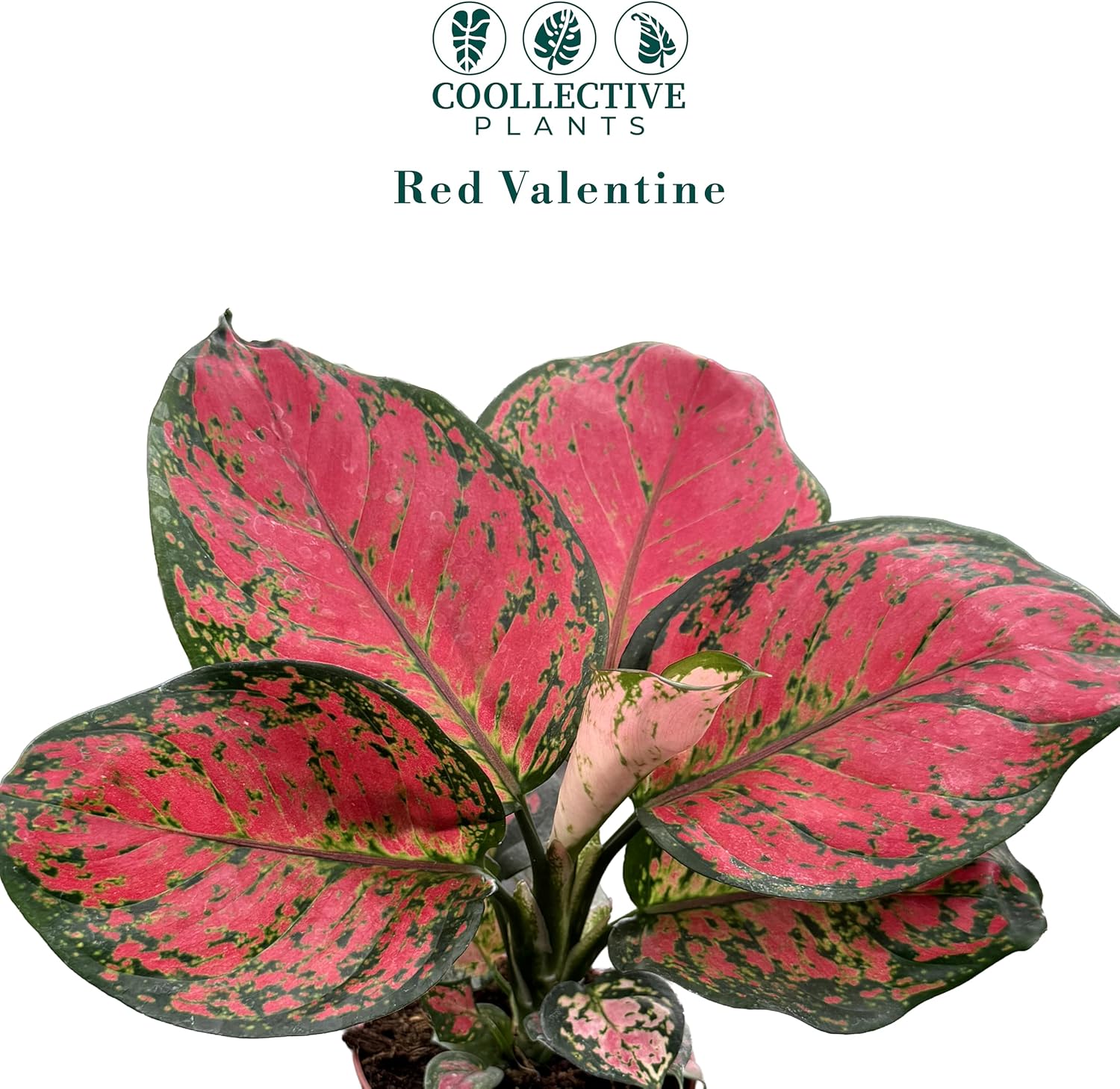 CoollectivePlants Aglaonema Red Valentine – Aglaonema Live Plant in 4″ Growers Pot - Chinese Evergreen Live Plant, Easy Live Indoor Plant with Bright Pink and Green Leaves