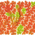 Azolla caroliniana 10 + Plants Live Floating Pond Plant Mosquito Fern Water Velvet Fairy Moss Aquarium Outdoor Ponds Fast Growth Outcompetes Algae Fish Food filiculoides