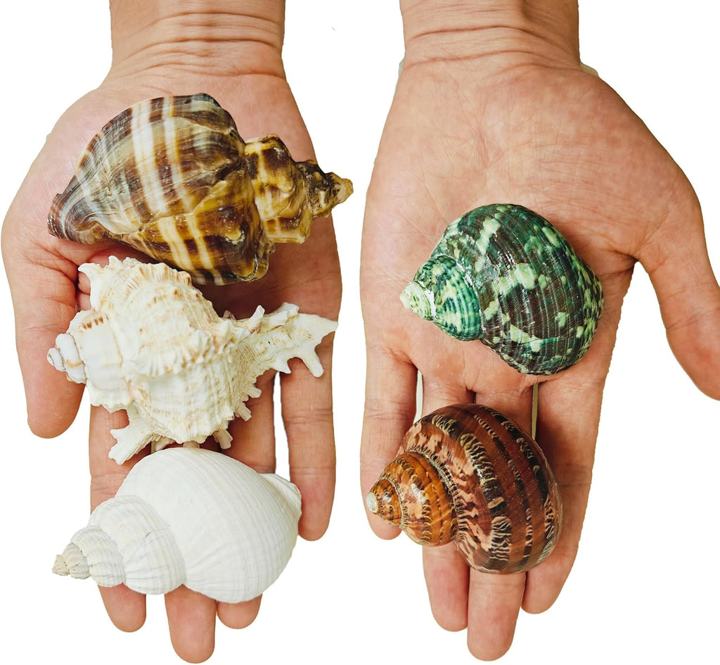 5PCS Large Hermit Crab Shells | Natural Sea Conch Shells Size 2.8" - 4", Opening Size 1.2" - 2.3" | Turbo Seashells for Hermit Crab Supplies and Fish Tank Decoration and live hermit crab accessories