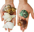 5PCS Large Hermit Crab Shells | Natural Sea Conch Shells Size 2.8" - 4", Opening Size 1.2" - 2.3" | Turbo Seashells for Hermit Crab Supplies and Fish Tank Decoration and live hermit crab accessories