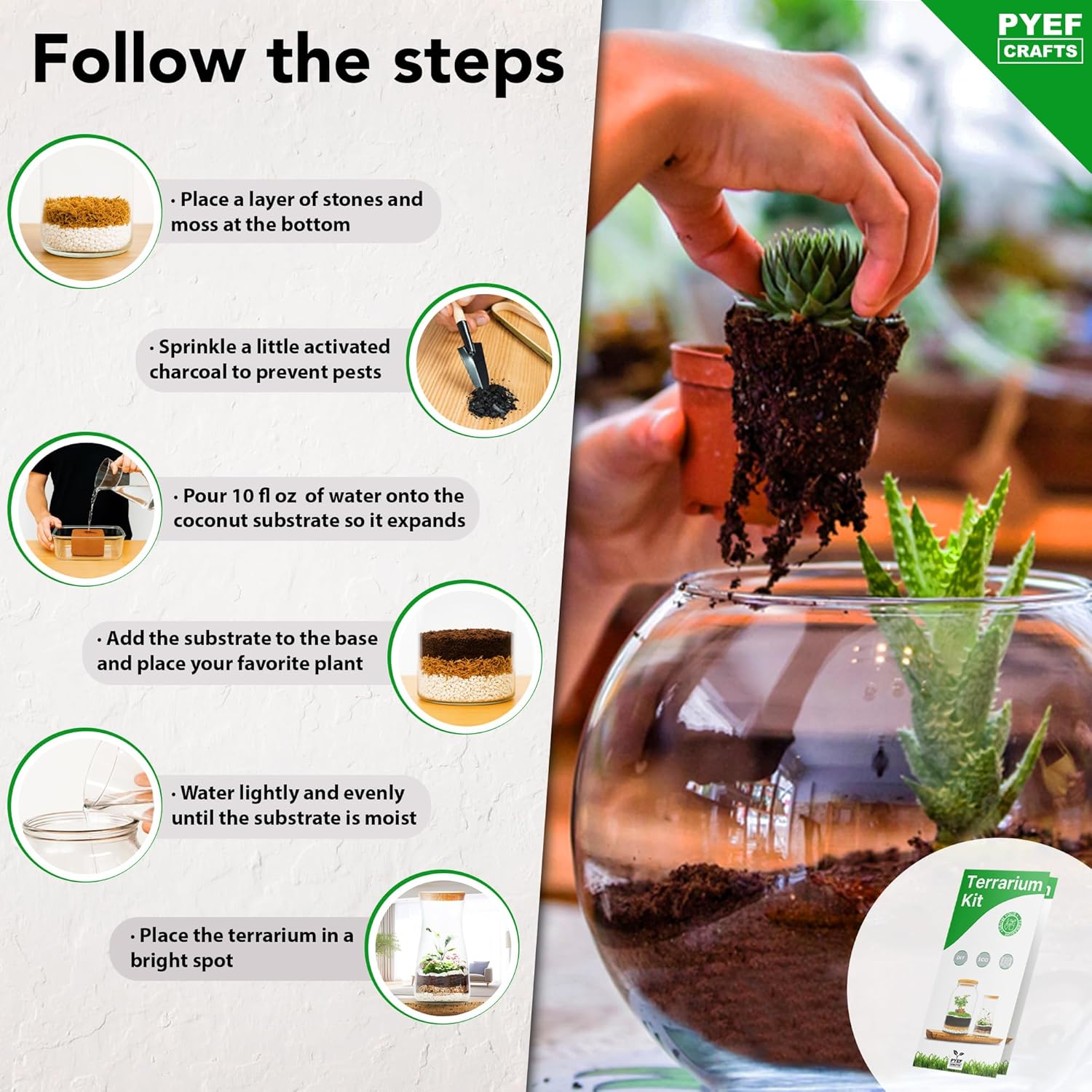 DIY Terrarium Kit for Plants – Build a Self‑Sustaining Closed Ecosystem – Supplies for Up to 68 oz (1‑2 Liter) Glass Jar – Succulents, Air Plants (Tillandsia), Fern – Jar Not Included
