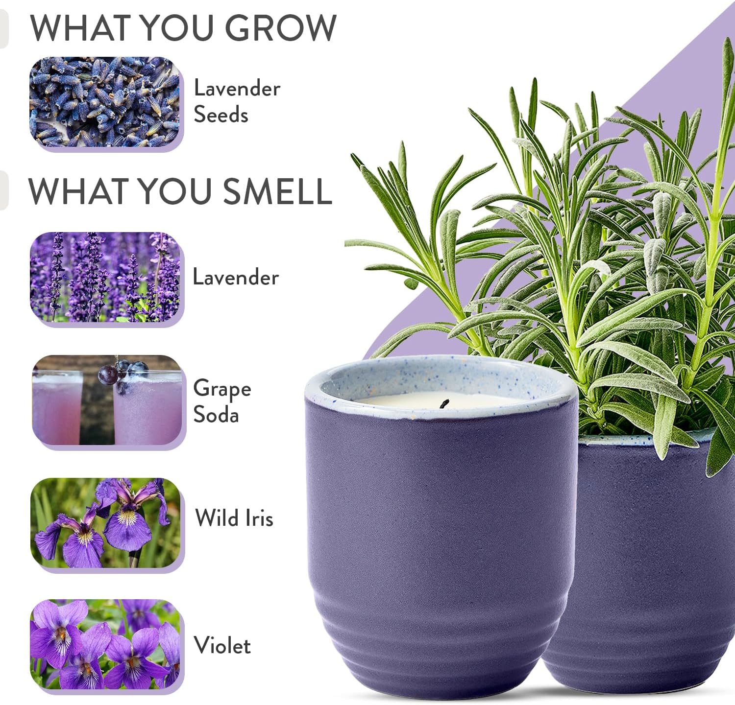 Modern Sprout Garden Vibes 2-in-1 Soy Candle & Planter - Violet Hour (Lavender, Grape Soda, Wild Iris, Violet) 6 Oz Scented Candle w/Lavender Seeds - Ceramic Vessel Dual Purpose Jar - 38-40 Hour Burn