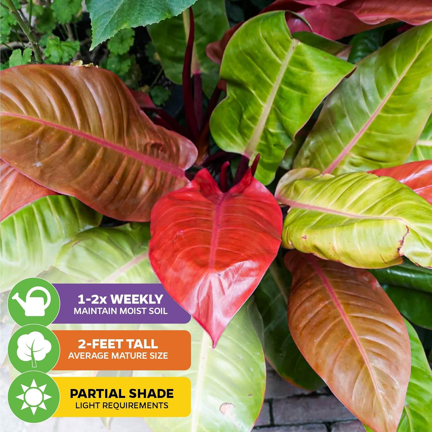 Philodendron Prince of Orange - Philodendron by Wellspring Gardens - Vibrant, Easy Care Indoor - Outdoor Plant with Dynamic Color - Changing Foliage - Plant Enthusiast - Garden Plants
