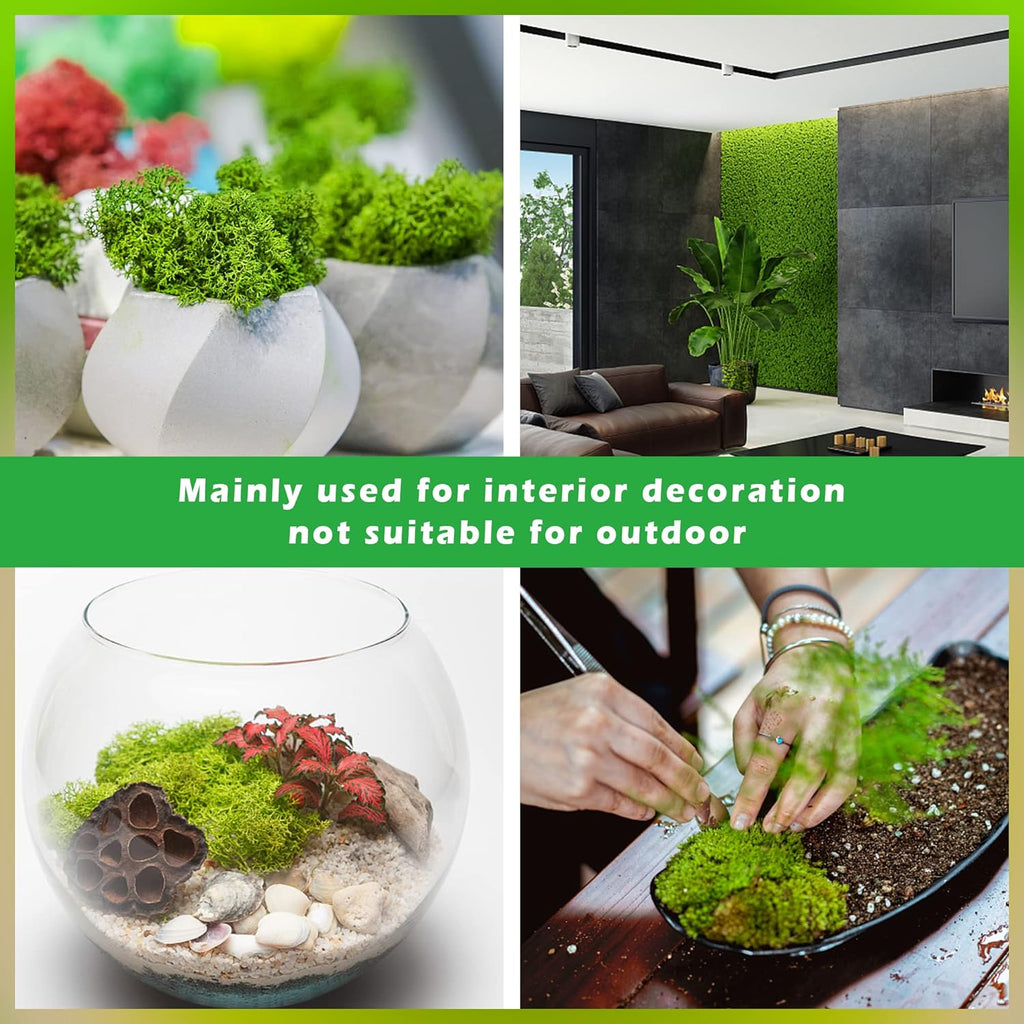 6 Colors Preserved Moss-16.9 OZ Natural Reindeer Moss-Moss for Crafts, Potted Plants Floral Arrangements Home Artistic Garden Decoration