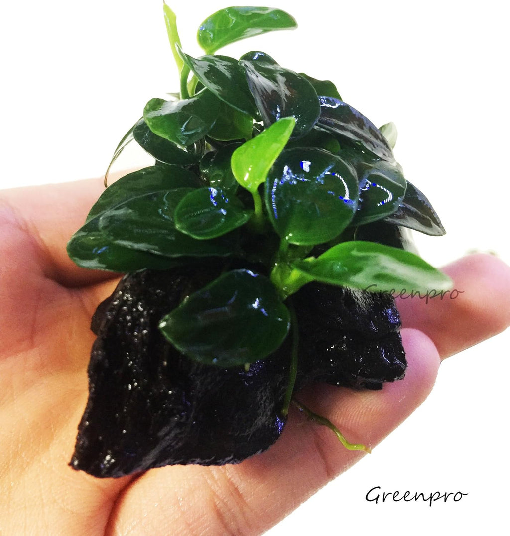 Dwarf Anubias Nana Petite on Driftwood Live Aquarium Plants Fish Tank Decorations Water Plants by Greenpro