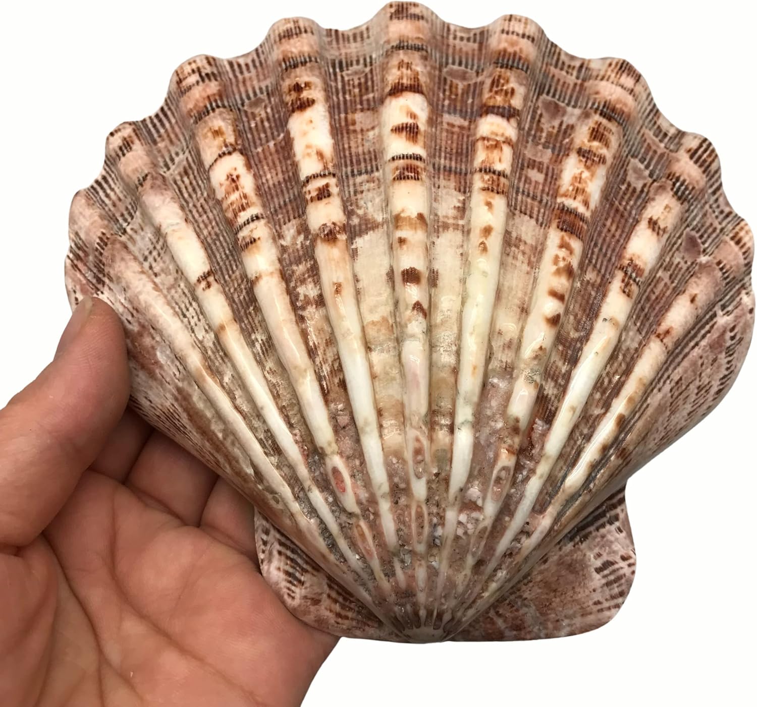 PEPPERLONELY 2 PC Polished Large Great Scallop Sea Shells, Brown Lion's Paw Baking Shells, 4-3/4 Inch
