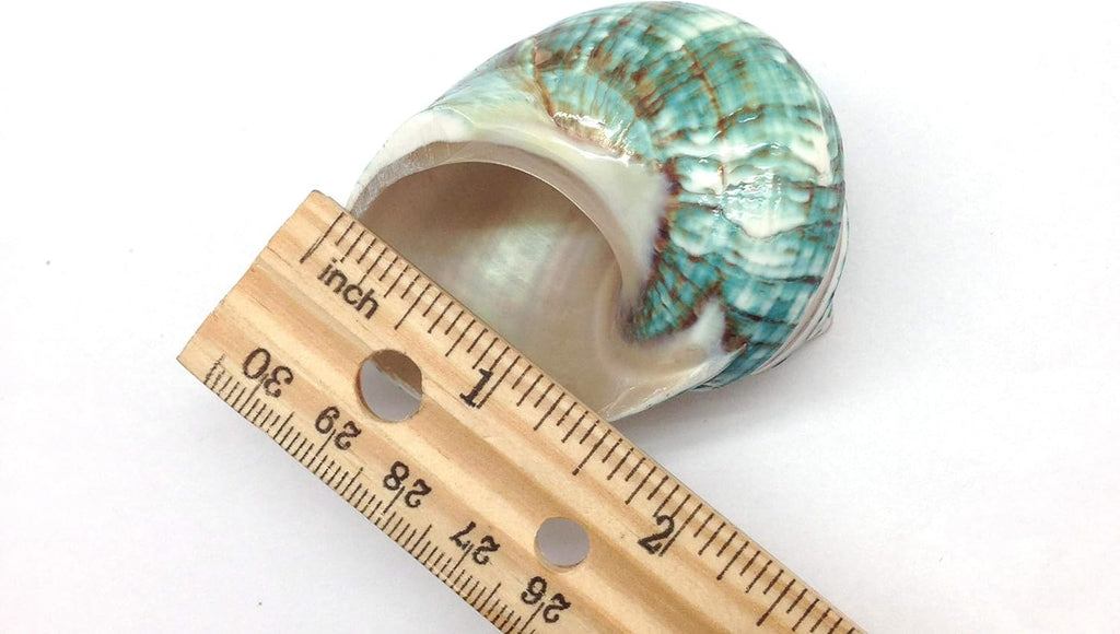 PEPPERLONELY 2 PC Natural Large Hermit Crab Shells, Banded Green Blue Gade Turbo, 2-1/2 Inch ~ 3 Inch