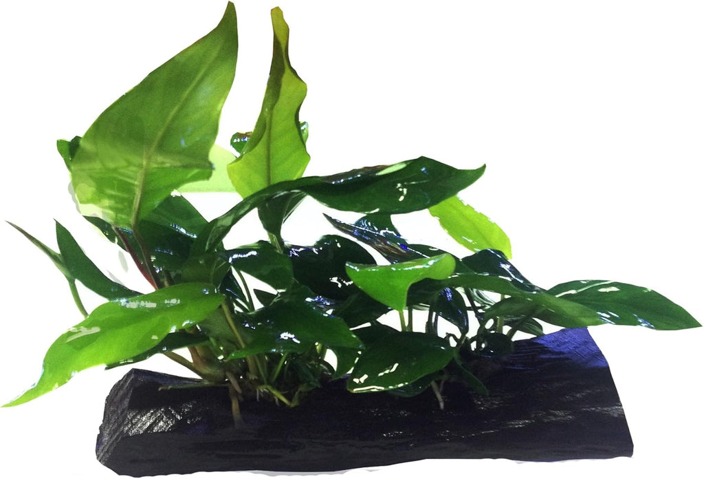 Anubias Nana + Minima Live Aquarium Plants on Driftwood for Freshwater Fish Tank by greenpro