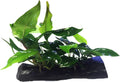 Anubias Nana + Minima Live Aquarium Plants on Driftwood for Freshwater Fish Tank by greenpro