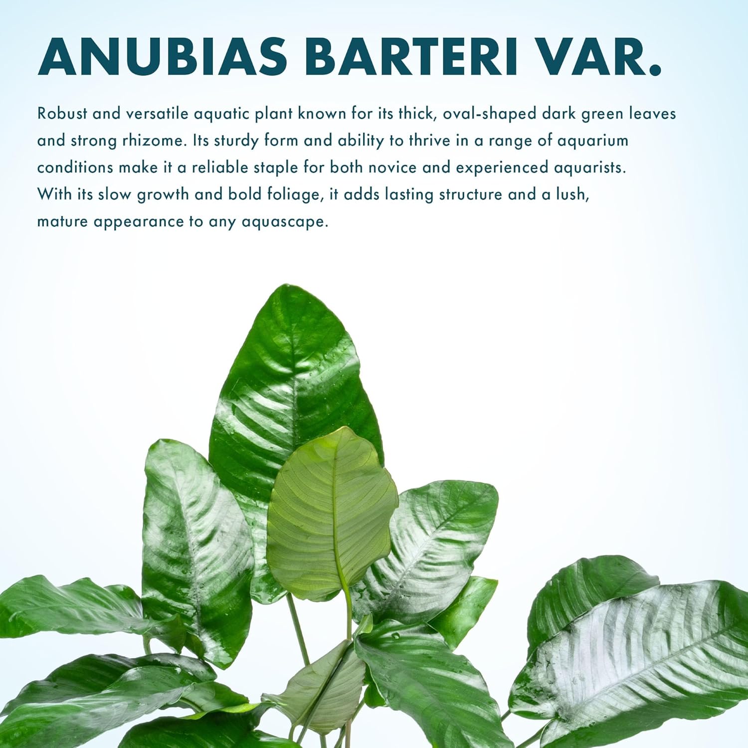 SubstrateSource Anubias Live Aquarium Plants - Potted Freshwater Plant for Fish Tanks, Terrariums - Beginner Friendly Low Light (Barteri, Mother Plant)