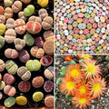 20 Large Lithops Live Plants Mix, Colorful Lithops Succulents Plants Live, Rocks Living Stones Succulent Plants Live