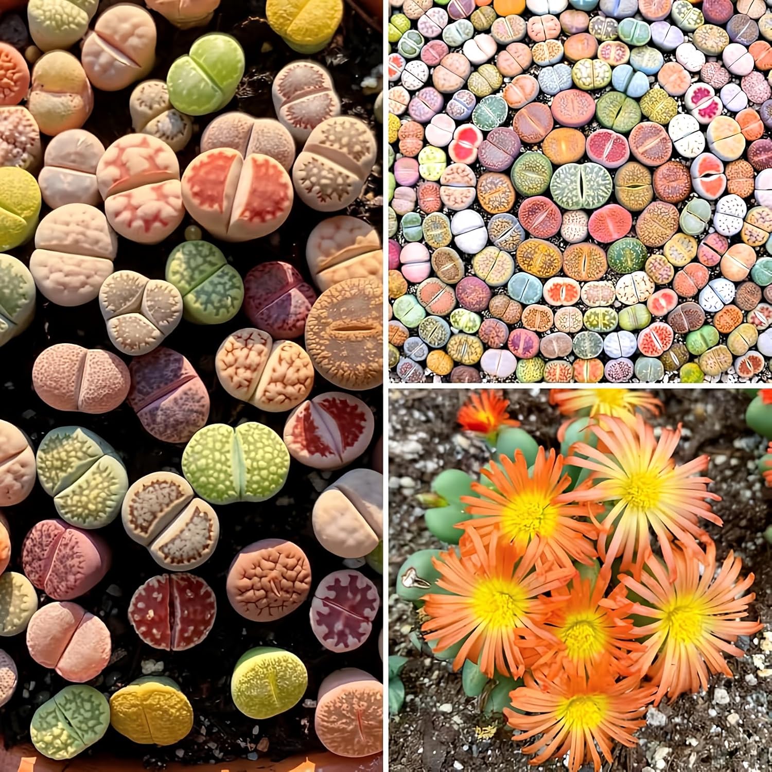 20 Large Lithops Live Plants Mix, Colorful Lithops Succulents Plants Live, Rocks Living Stones Succulent Plants Live