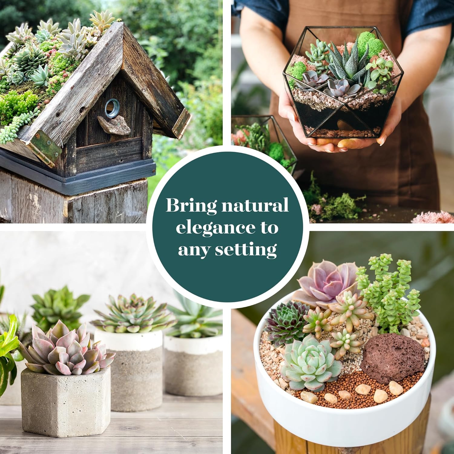 Shop Succulents Assorted Succulent Plant Pack Bulk Collection - Live Mini Succulent Plants, Low Maintenance, Mixture of Colors & Textures - Wedding and Party Favors, Gift & Garden, Pack of 20