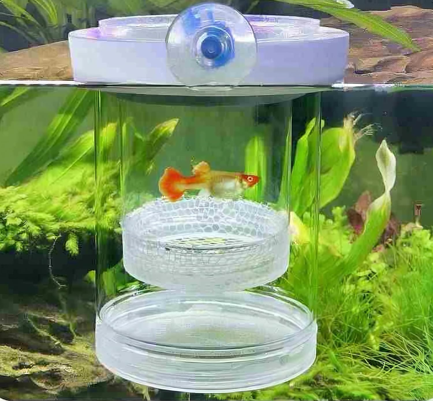 Guppy Breeder Box Breeder Box for Fish Tank,Aquarium Fish Breeding Box, Floating Mesh Isolation Hatchery,Hatchery Incubator Isolation Box for Shrimp Clownfish(Large)