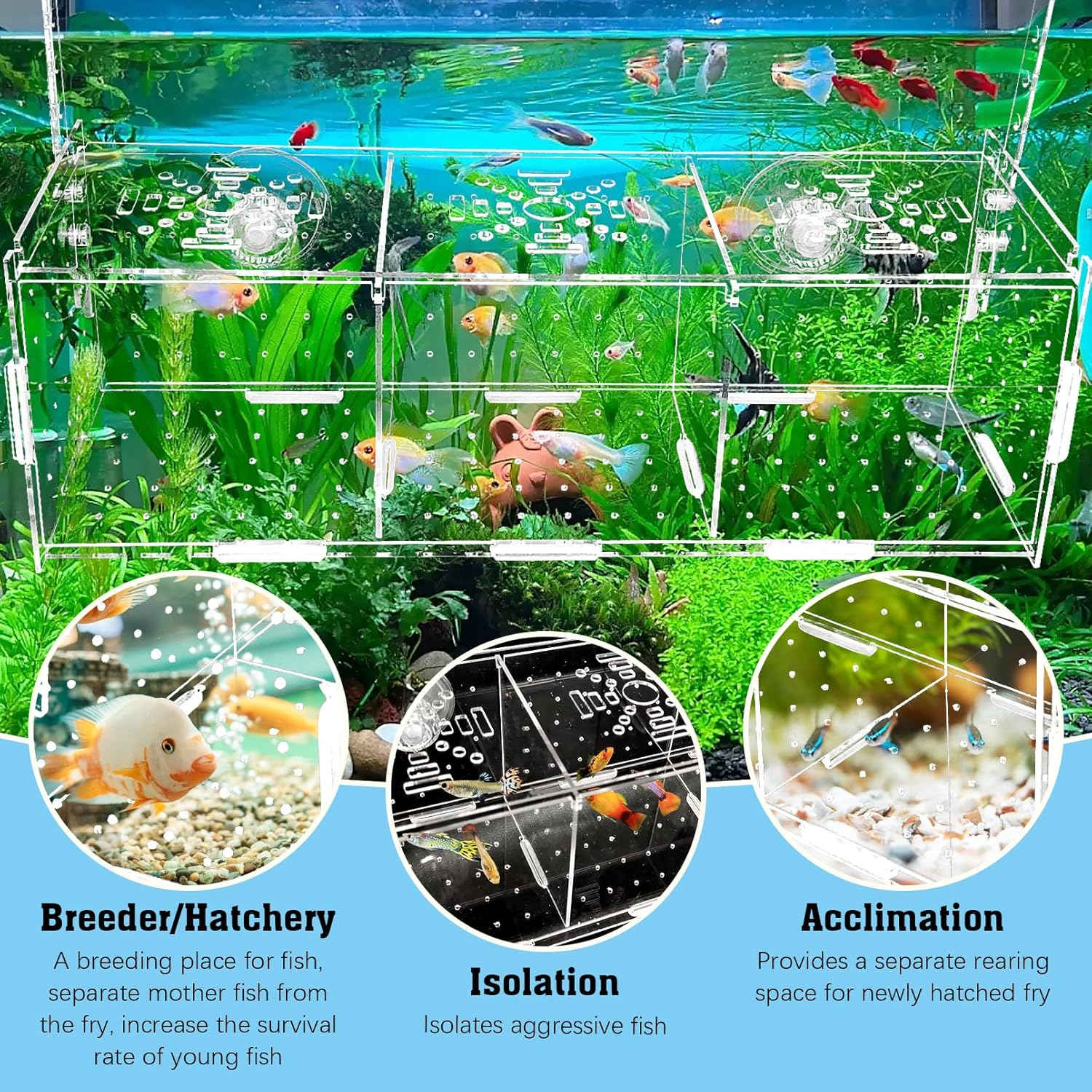Hamiledyi Acrylic Breeding Isolation Box - Transparent Aquarium Hatchery for Guppy/Shrimp/Small Fish, Safe Nursery Tank with Air Tube & Suction Cups(11.8" × 3.9" × 3.9")
