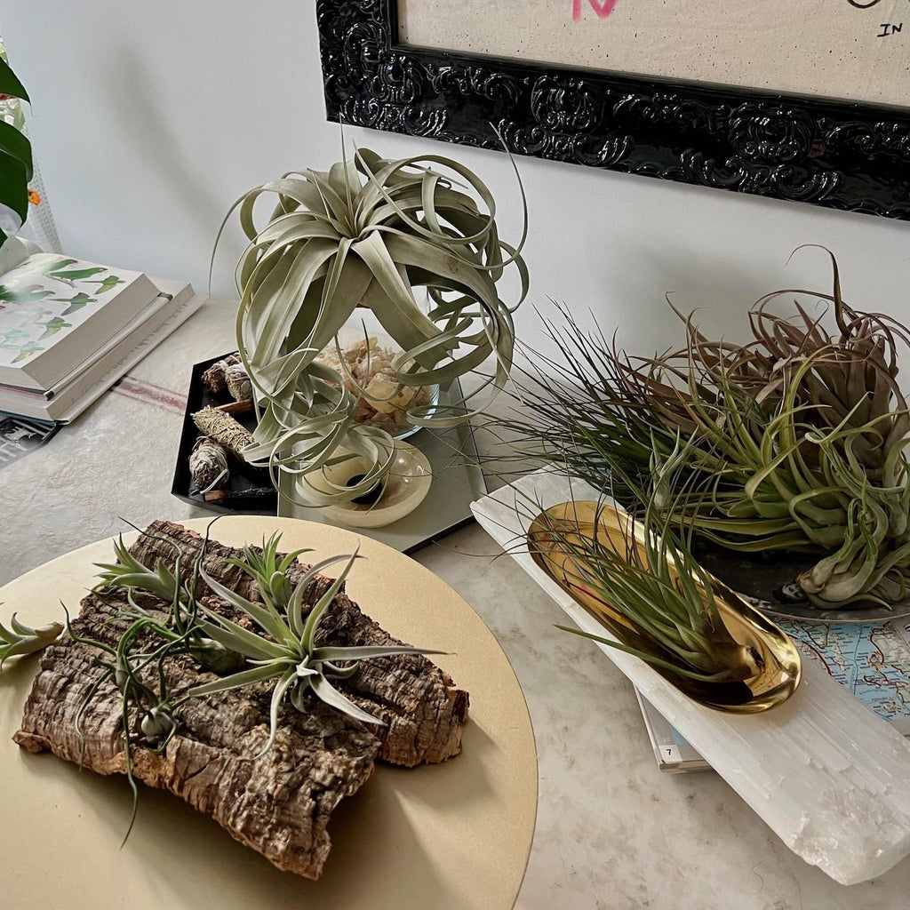 ragnaroc Air Plants - Hod Gift Box - 5ct - Live Arrival Guaranteed - House Plants for Home Decor & Gift