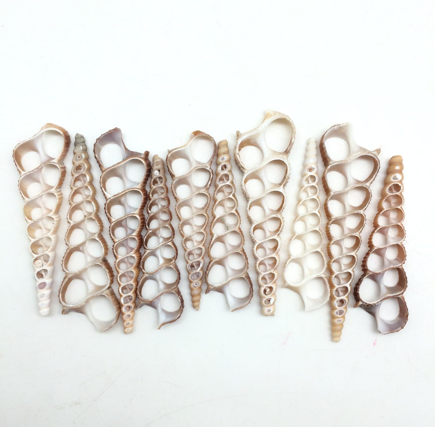 PEPPERLONELY 20 PC Center Cut Terebra Turritella Sea Shells, 2-1/2~3 Inch