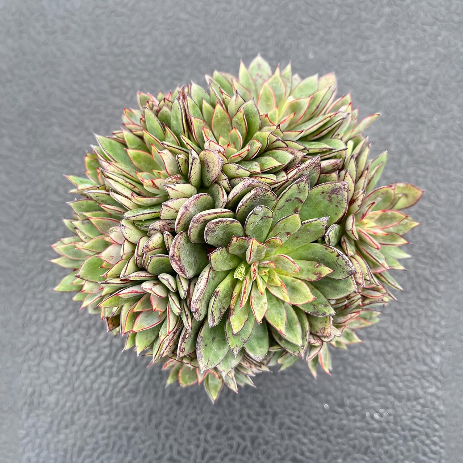 Live Succulent Plants (Echeveria Cinderella), Easy Care Houseplant for Home and Office Decor, Great Gift for Housewarming, Birthday, Thanksgiving