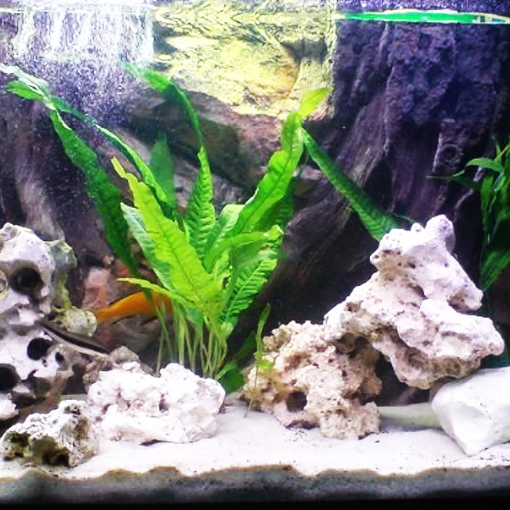 Java Fern Microsorum Pteropus Potted Freshwater Easy Tropical Live Aquarium Plant Decorations 3 Days Guarantee by Mainam