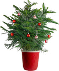 Costa Farms Norfolk Island Pine, Live Christmas Tree Plant in Decorative Christmas Planter, Includes Ornaments, Large Indoor Houseplant, Seasonal Room Decor, 3-4 Feet Tall