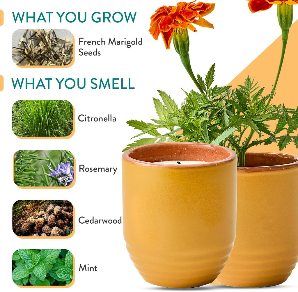Modern Sprout Garden Vibes 2-in-1 Soy Candle & Planter - Last Light (Bug-Repelling Citronella, Rosemary, Cedarwood, Mint) 6 Oz Scented Candle with Marigold Seeds - Dual Purpose Jar - 38-40 Hour Burn