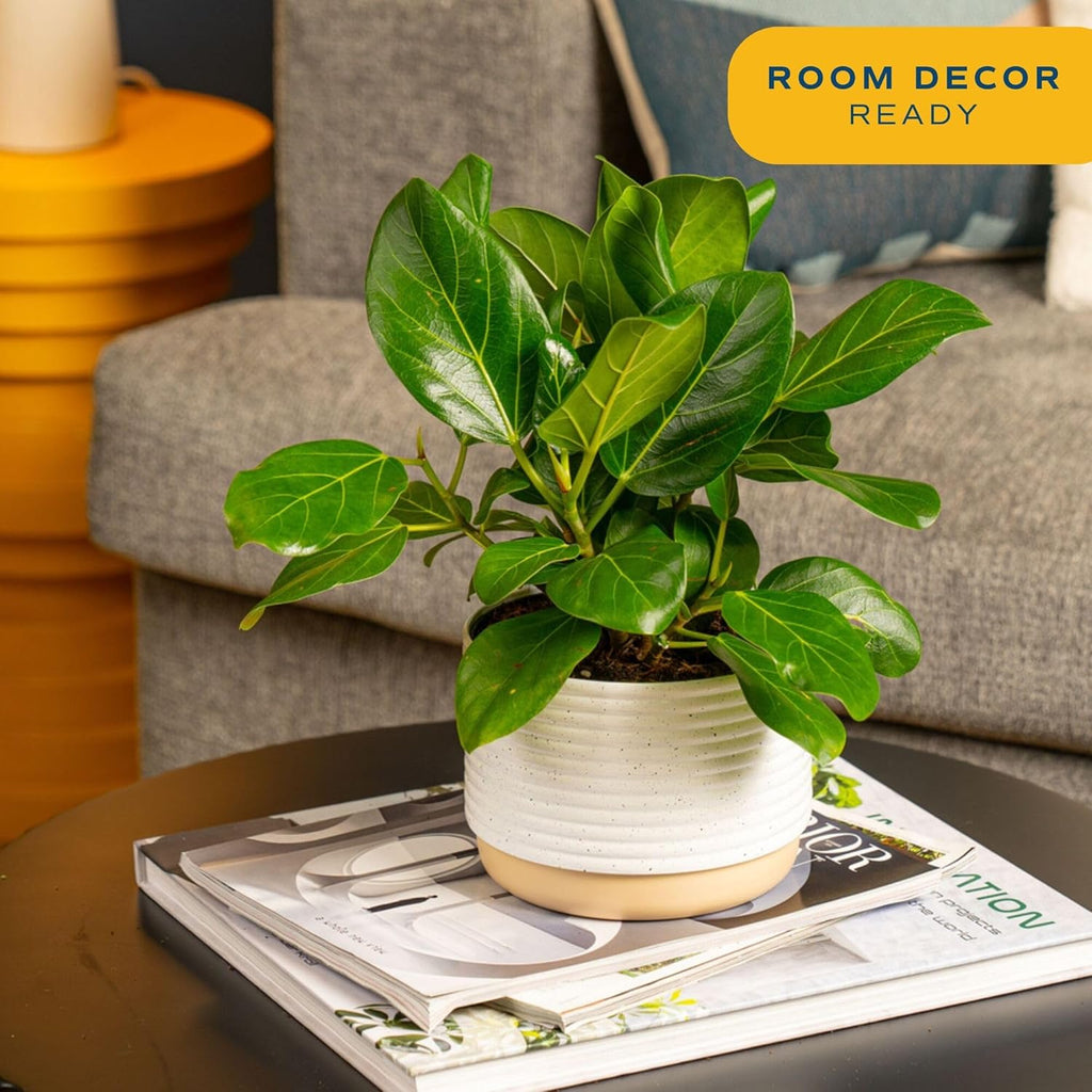 Costa Farms Ficus Audrey Live Plant in Decorative Pot, Indoor Houseplant, Perfect for Home, Room, or Office Decor, Great House Warming or Birthday Gift, 12-18 Inches Tall