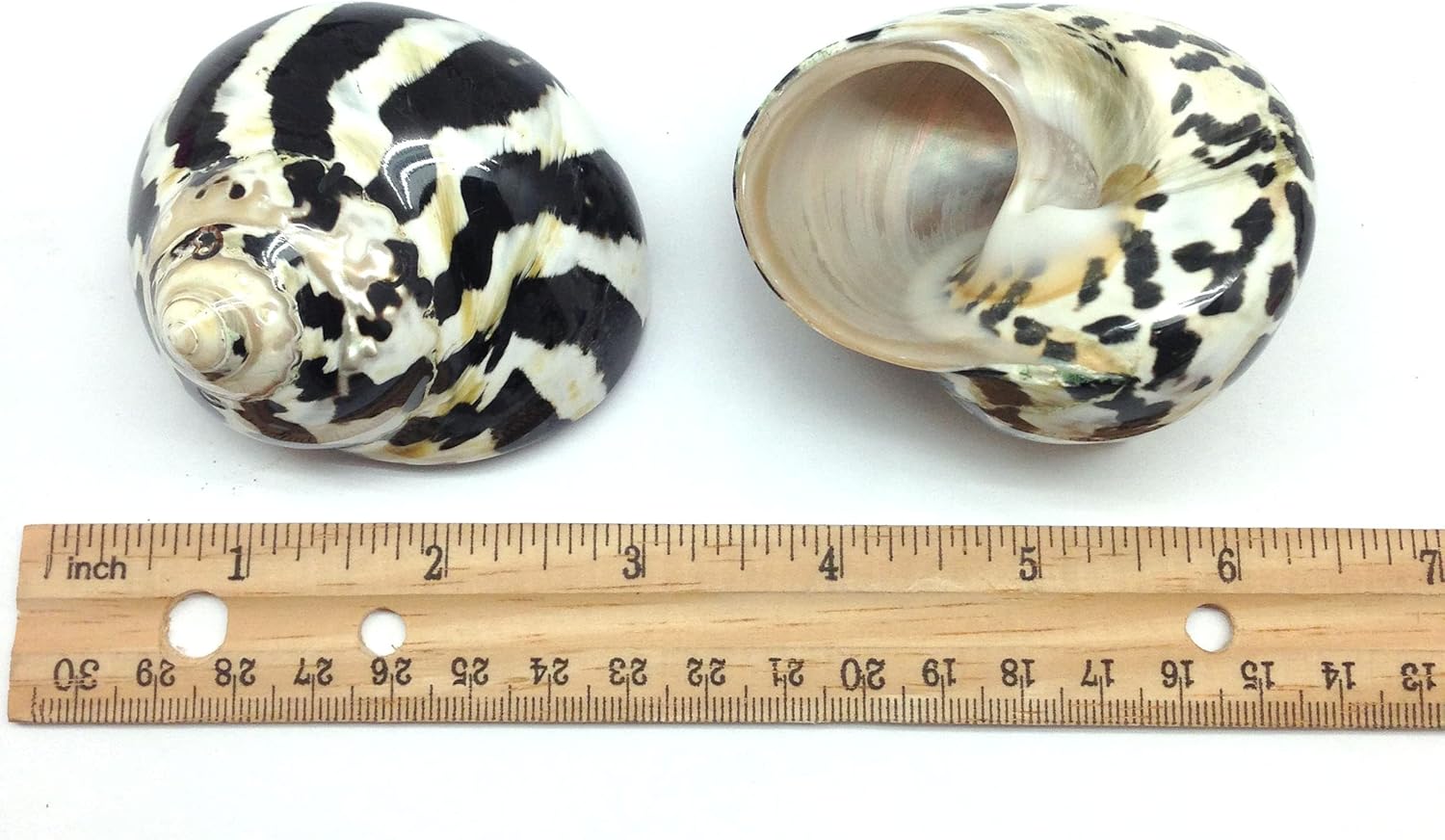 PEPPERLONELY 2 PC Polished Black Magpie Turbo Sea Shell, Hermit Crab Sea Shells, 2-1/4 Inch ~ 2-3/4 Inch