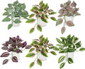 Hollyone Fake Plants 6 Pack Artificial Plants Indoor Faux Plant with White Plastic Pot Small Fake Potted Plant for Home Aesthetic Living Room Bathroom Desk Shelf Office Decor