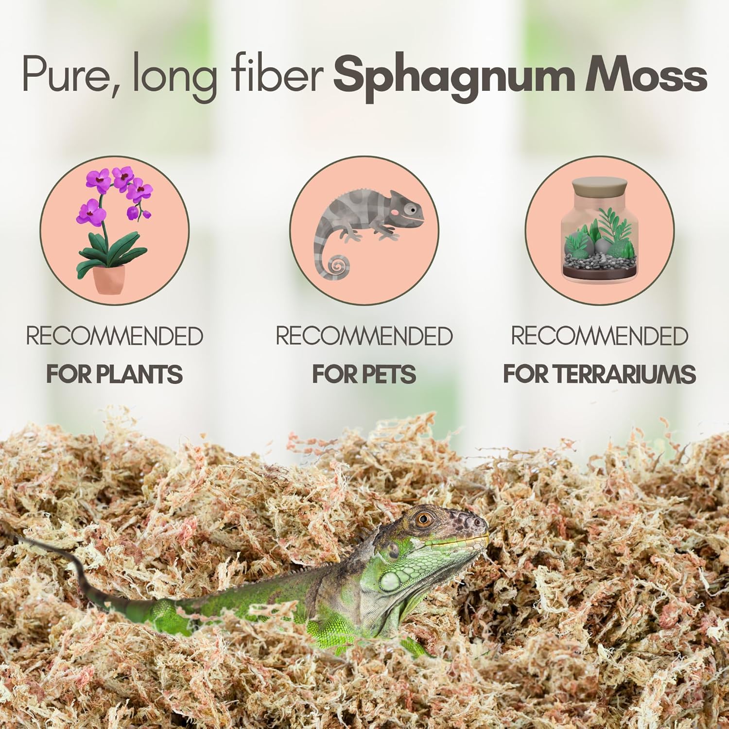 Mossify Premium Sphagnum Moss for Plants 500g, 1.1 lbs – Long Fiber Moss for Plants Indoor, Orchids, Terrariums, Gardening, Reptiles – Moisture Plant Moss for Propagation, Soil & Habitat Bedding