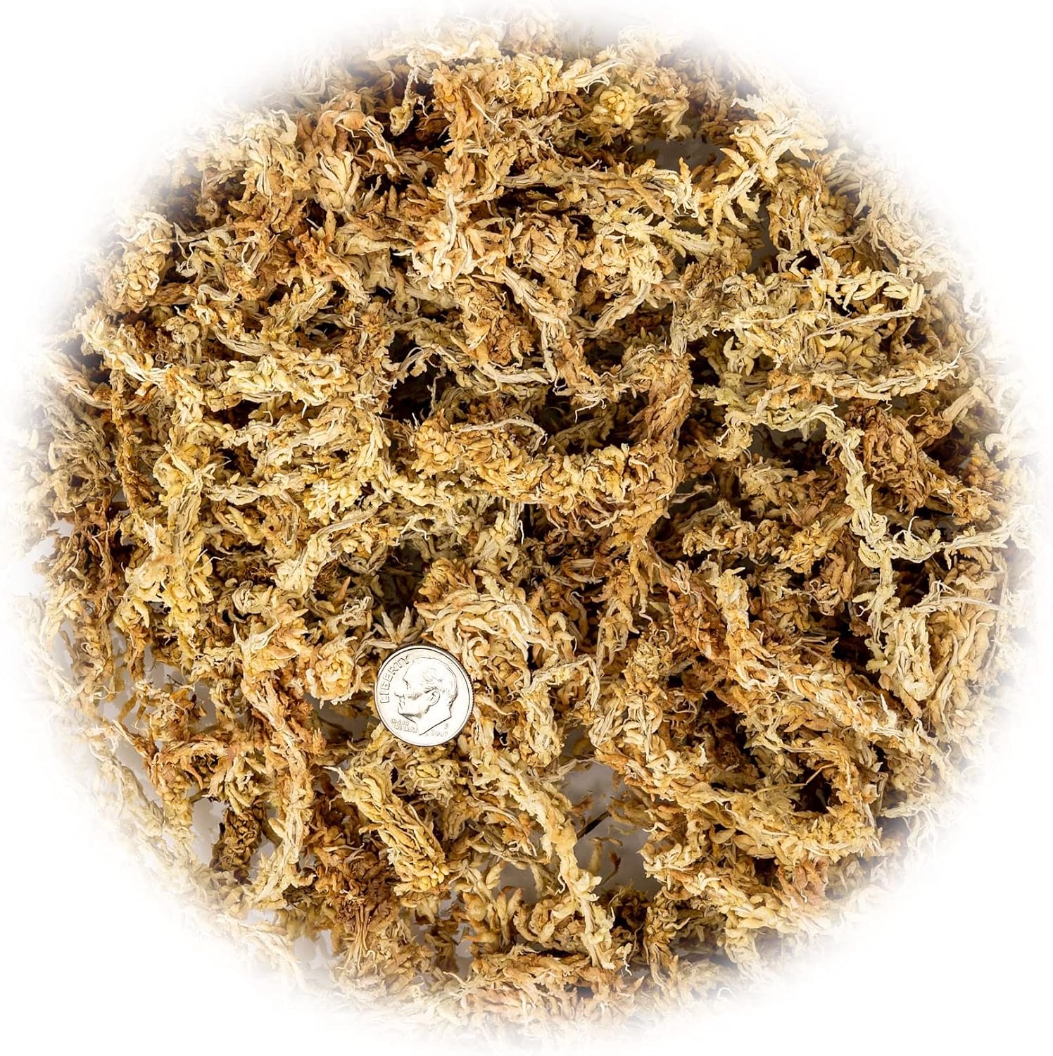 Premium New Zealand Sphagnum Moss by Gardenera - Organic Hand Mixed Long Fibered Sphagnum Moss Orchid - 1 Quart