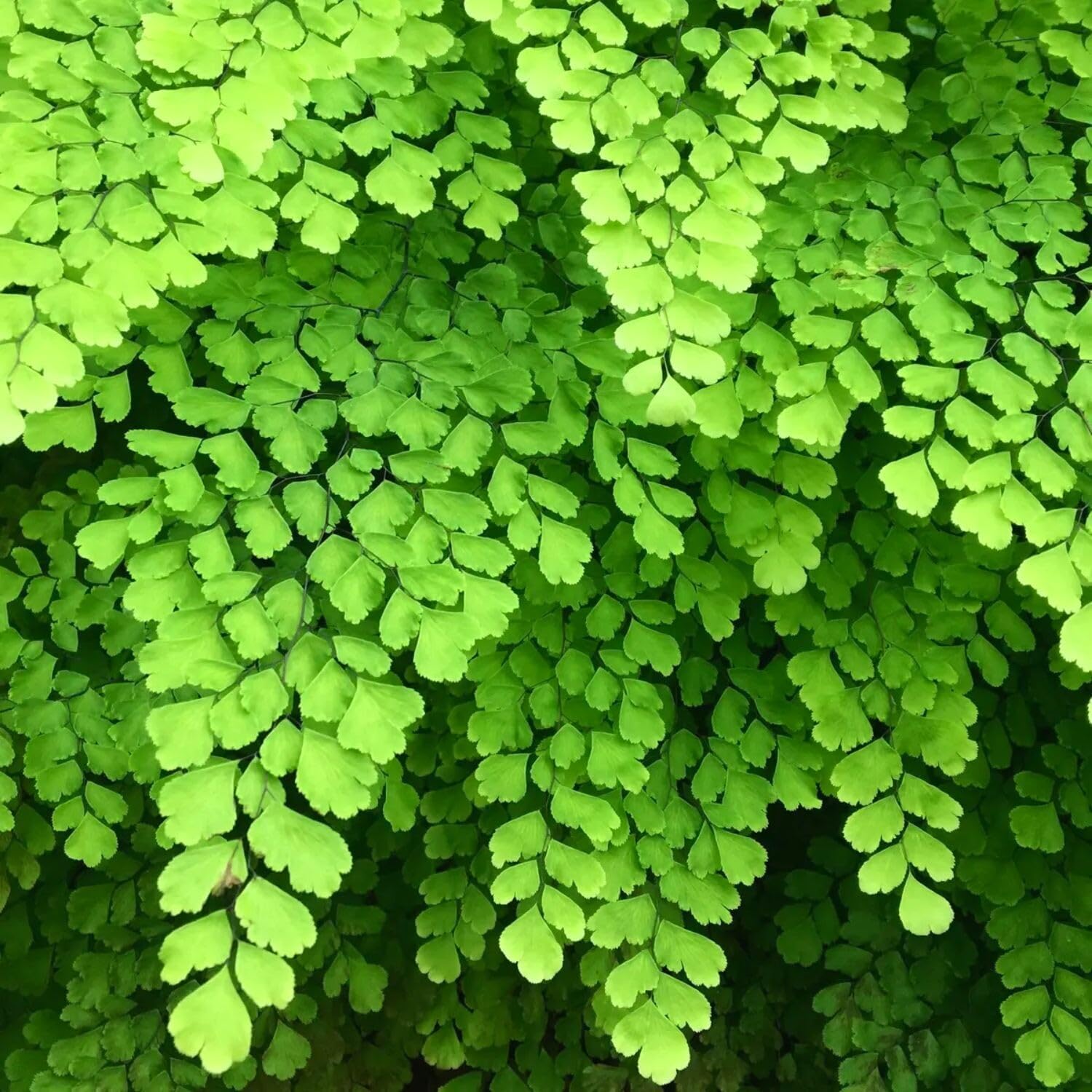 20 Fern Rhizomes, Maidenhair Fern Plants Live, Live Fern Plants, Fern Ground Cover Plants Live, Fern Live Plants, 20 Roots
