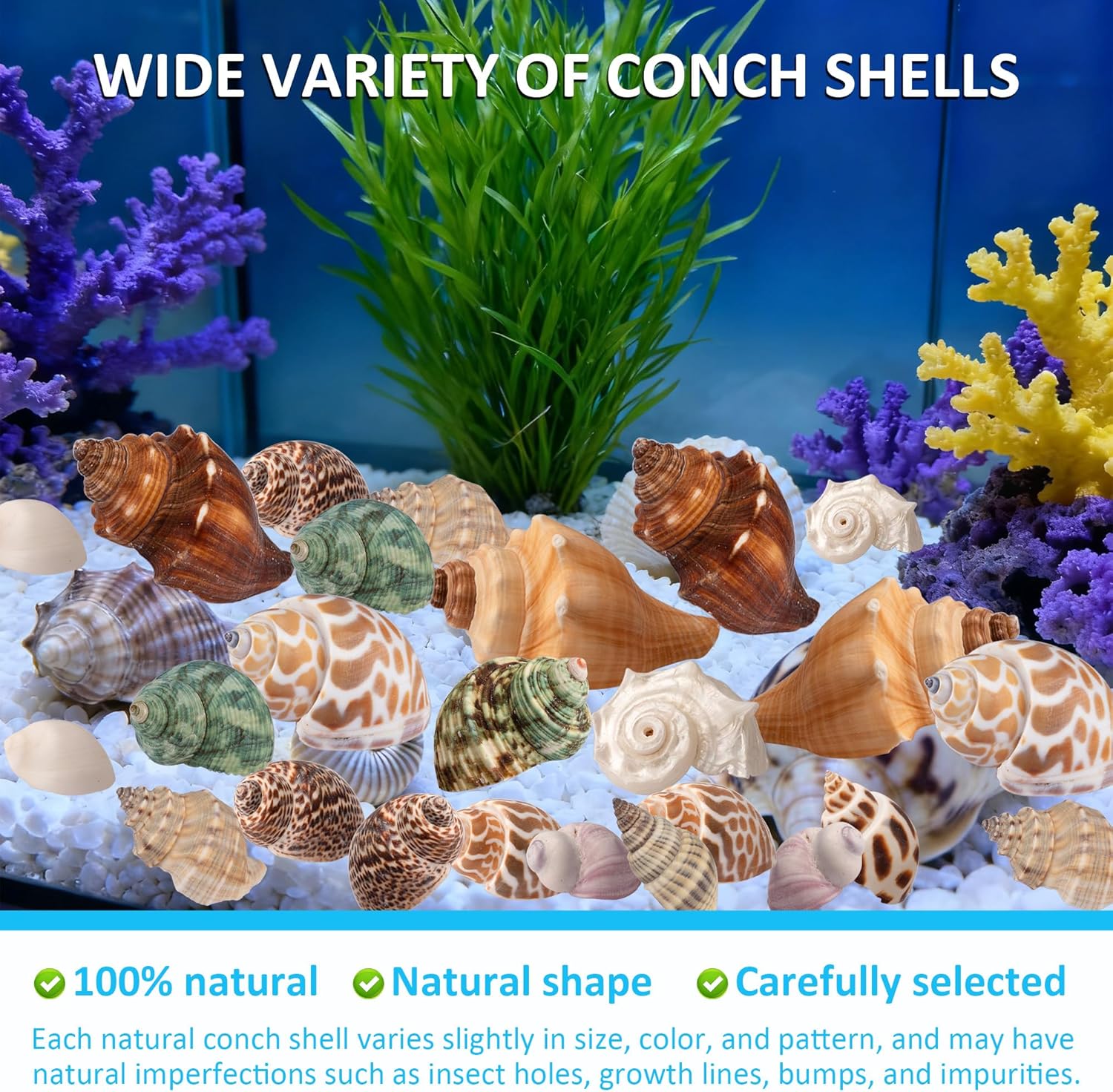 Hermit Crab Shells 40 PCS Natural Sea Conch for Replacement Shells and Small Fish Breeding Houses Conch Size 1-9 cm，Opening Size 0.5-3cm，for DIY Crafting Vase Fillers Party Home Seaside Decoration