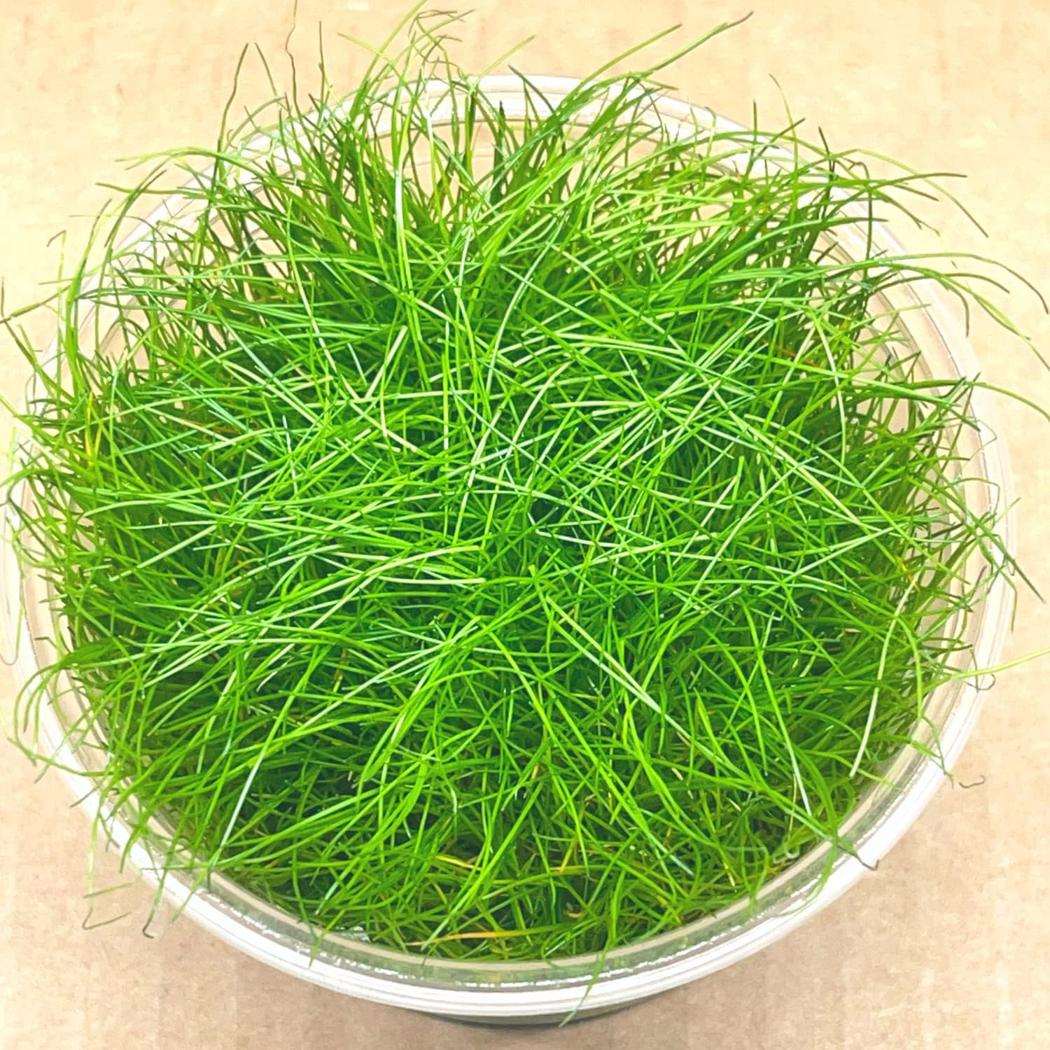 Hairgrass Dwarf Eleocharis Parvula Tissue Culture US Grow Live Aquarium Plant Tropical Freshwater Decorations BUY2GET1FREE